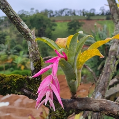 Billbergia euphemiae