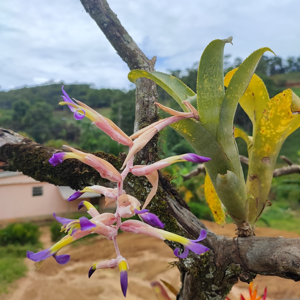 Billbergia euphemiae