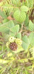 Rubus brasiliensis