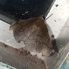 Phyllodonta alajuela