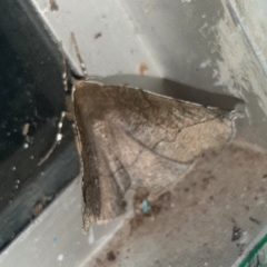 Phyllodonta alajuela