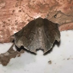 Phyllodonta alajuela