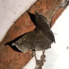 Phyllodonta alajuela