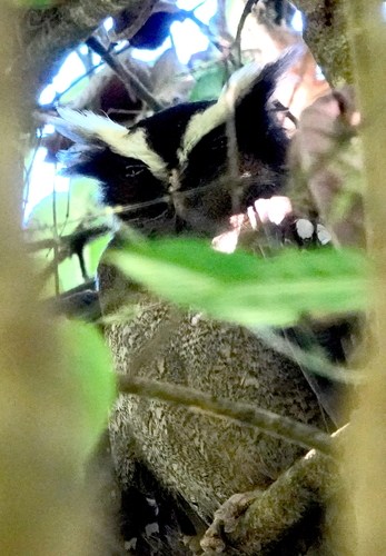 Crested Owl