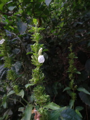 Poikilacanthus glandulosus