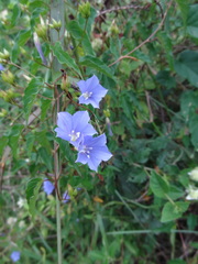 Jacquemontia blanchetii