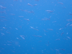 Decapterus