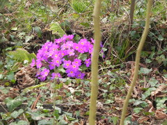 Primula vulgaris rubra