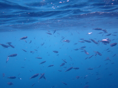 Decapterus