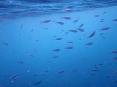 Decapterus