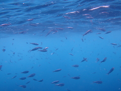 Decapterus