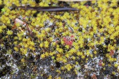 Leptodontium paradoxum