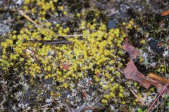 Leptodontium paradoxum