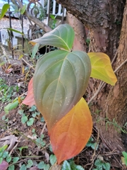 Cornus kousa