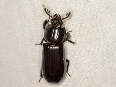 Aulacocyclus