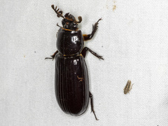 Aulacocyclus
