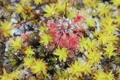 Drosera roseana