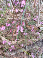 Tetratheca subaphylla