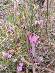 Tetratheca subaphylla