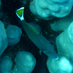 Sufflamen albicaudatum