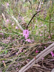 Tetratheca subaphylla