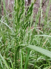 Poa ensiformis