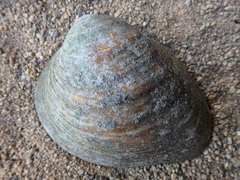 Ellipsaria lineolata