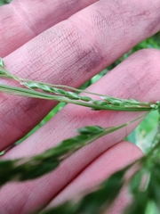 Poa ensiformis