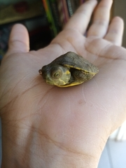 Trachemys yaquia