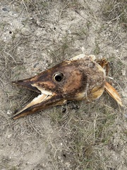 Acanthocybium solandri