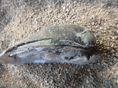 Ellipsaria lineolata