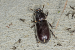 Aulacocyclus edentulus
