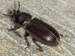 Aulacocyclus edentulus