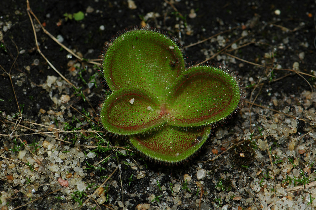 red ink sundew