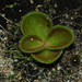 Drosera erythrorhiza - Photo (c) Lucas Arrrrgh, algunos derechos reservados (CC BY-NC-ND)