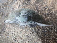 Ellipsaria lineolata