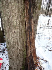 Proliferodiscus pulveraceus