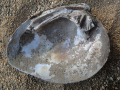 Ellipsaria lineolata