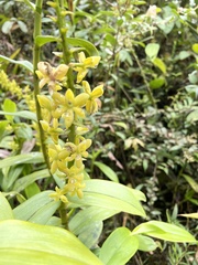 Epidendrum polyanthostachyum