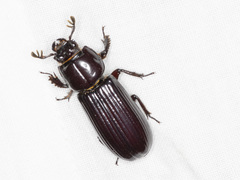 Aulacocyclus