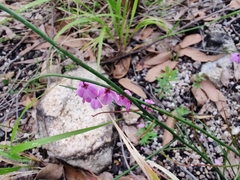 Tetratheca subaphylla