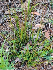 Tetratheca subaphylla