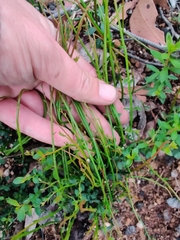 Tetratheca subaphylla