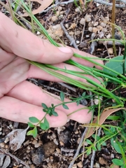 Tetratheca subaphylla