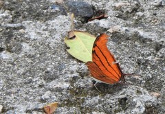 Marpesia petreus