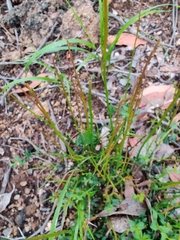 Tetratheca subaphylla