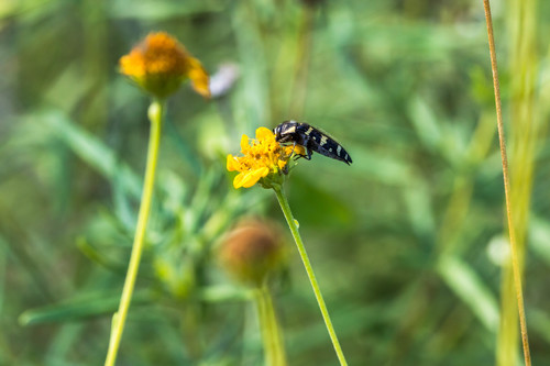 Acmaeodera macra photo 2