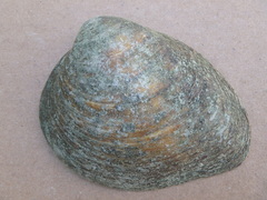 Ellipsaria lineolata