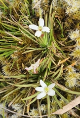 Stylidium subulatum