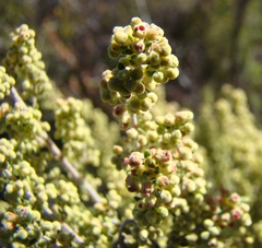 Erica leucopelta